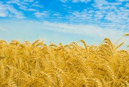 Пшеница яровая маргарита Баженка ЭС, РС1 от производител
