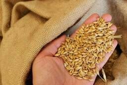 Пшеница яровая Омская 36 - семена