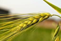Пшеница яровая Воевода - семена
