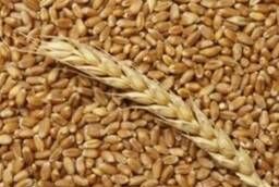 Wheat, grain we sell free-wagon FCA