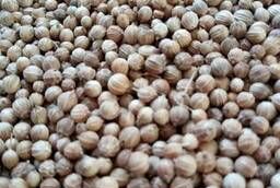 We sell Coriander fruits