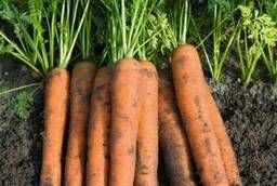 Семена моркови Намур F1 Bejo уп 1 000 000 шт
