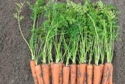 Семена моркови Ромоса