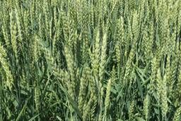 Семена озимой мягкой пшеницы сорт Таня РС1.