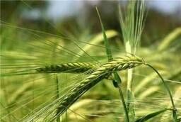 Семена трав и зерновых культур