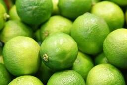 Свежий зеленый лимон, Fresh Green Lemon
