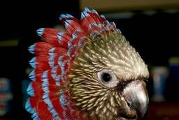 Fan parrot (Deroptyus accipitrinus) - hand chicks from the nursery