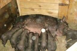 Вьетнамские вислобрюхие поросята свиньи травоядные