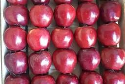 Starkrimson apples wholesale harvest of 2020. , from the supplier