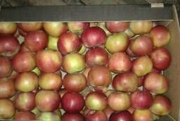 Fresh apple. Variety Alesya. Strong and juicy. Caliber 65. 08