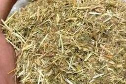 Золототысячник трава, цвет оптом (условия заказа в описании)