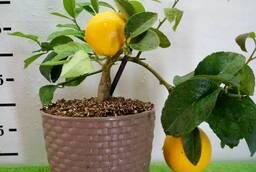 Домашний лимон с плодами