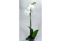 Фитосветильник орхидея фаленопсис