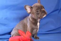 French Bulldog - blue mini girl. Dog.