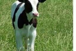 KK 62 Compound feed for calves aged 4-6 months - Starter