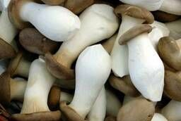 Set for growing oyster mushrooms royal - Eringi