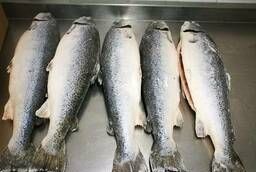 Atlantic salmon PSG 5 -6 kg