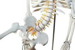 Model Human skeleton 85 cm (Flexable)