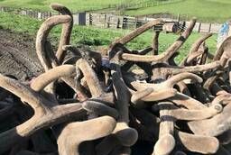 Canned and frozen maral antlers