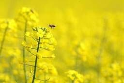 Пчелопакеты и Пчелиные матки на 2020 год