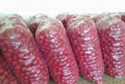 We offer to purchase Dungansky radish with delivery across the Russian Federation