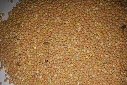 Selling yellow millet for export