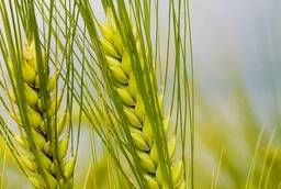 Пшеница яровая Фаворит - семена