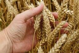Пшеница яровая Кинельская 60 - семена