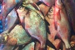 Fresh frozen river fish wholesale!