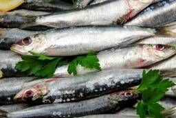 Atlantic sardine. NDM fillet pieces 175 gr. w b key MD