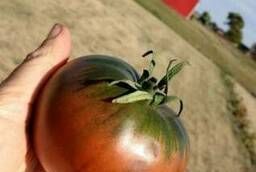 Семена томатов помидоров большая коллекция