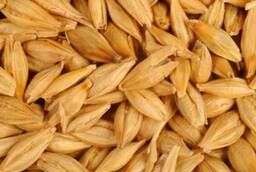 Barley seeds two-handed Canadian transgenic variety Elite