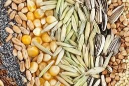 Семена зерновых и зернобобовых культур
