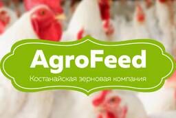 Agricultural poultry. Compound feed for poultry. Kurgan