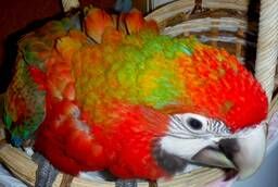 Tropicana hybrid of macaw parrots - chicks from the nursery