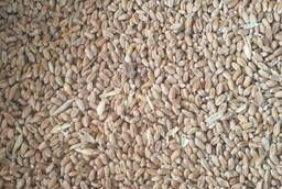 Зерно ( пшеница кукуруза ячмень и т. п. )