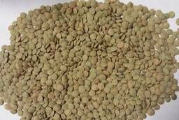 Green plate lentils