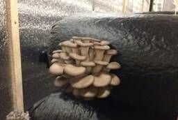 Fresh cultivated Oyster mushrooms of the Highest quality.