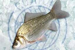 Fresh frozen crucian carp