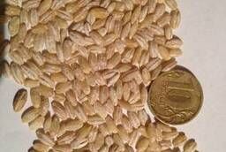 Barley pearl barley