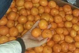 Mandarins wholesale
