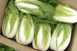 Peking cabbage wholesale