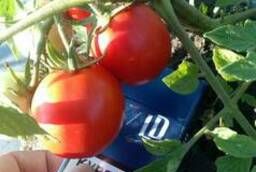 Tomatoes for canning