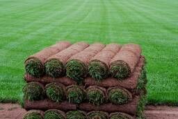 Roll lawn Standard from 98 rubles  roll