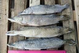 Northern pike, available 10 tons. Located in Moscow