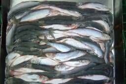 Pacific oily herring