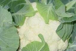 Seeds cauliflower Frontina F1, Seminis