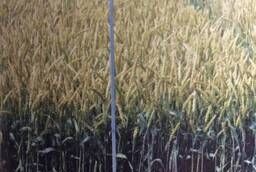 Семена озимой Пшеницы. Ячмень и Тритикале