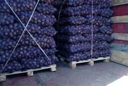 Seed and ware potatoes wholesale from KFH