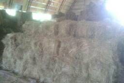 Alfalfa hay and horse feed. Hay in bales and rolls